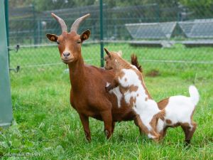 Houmous et ses 